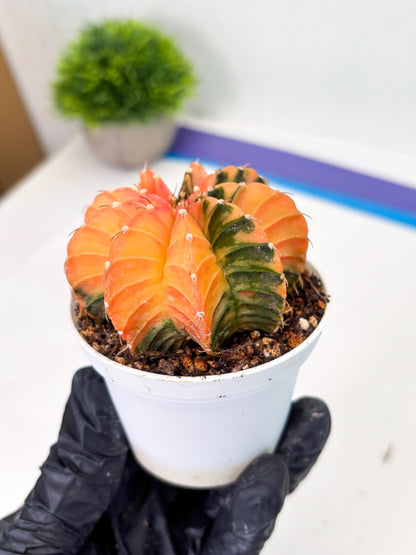 Gymnocalycium LB Hybrid (gy1) (b3) | variegated cactus