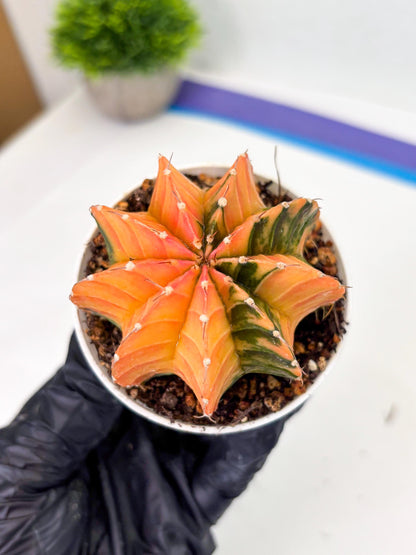 Gymnocalycium LB Hybrid (gy1) (b3) | variegated cactus