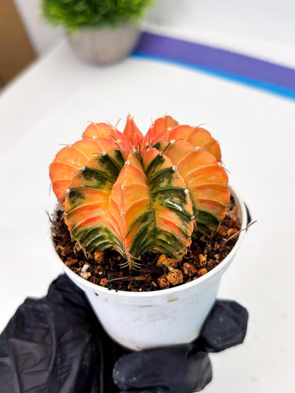 Gymnocalycium LB Hybrid (gy1) (b3) | variegated cactus