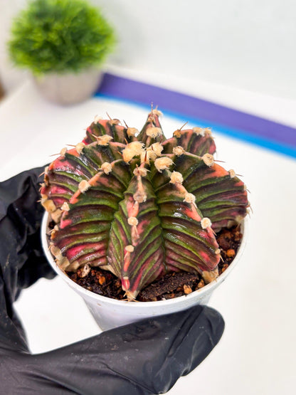 Gymnocalycium LB Hybrid (gy1) (b4) | variegated cactus