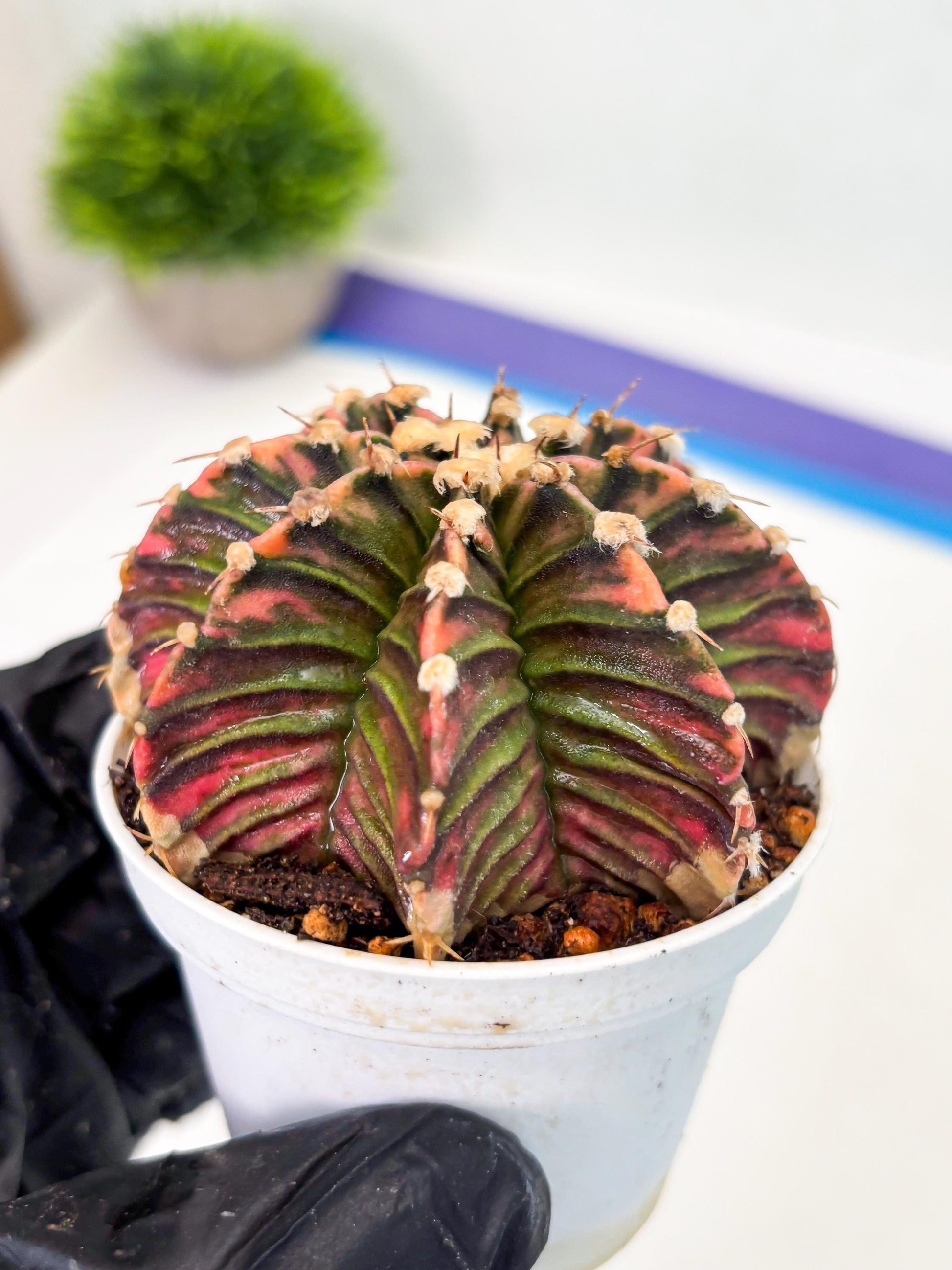 Gymnocalycium LB Hybrid (gy1) (b4) | variegated cactus