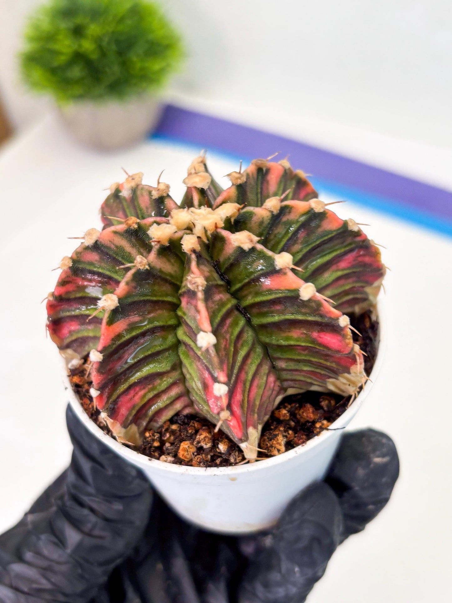 Gymnocalycium LB Hybrid (gy1) (b4) | variegated cactus