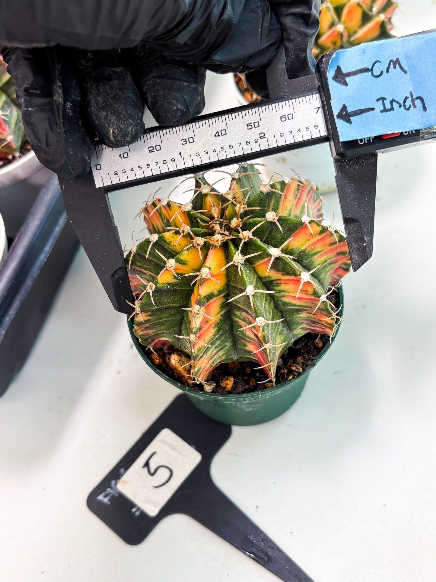 Gymnocalycium LB Hybrid (gy1) (b5) | variegated cactus