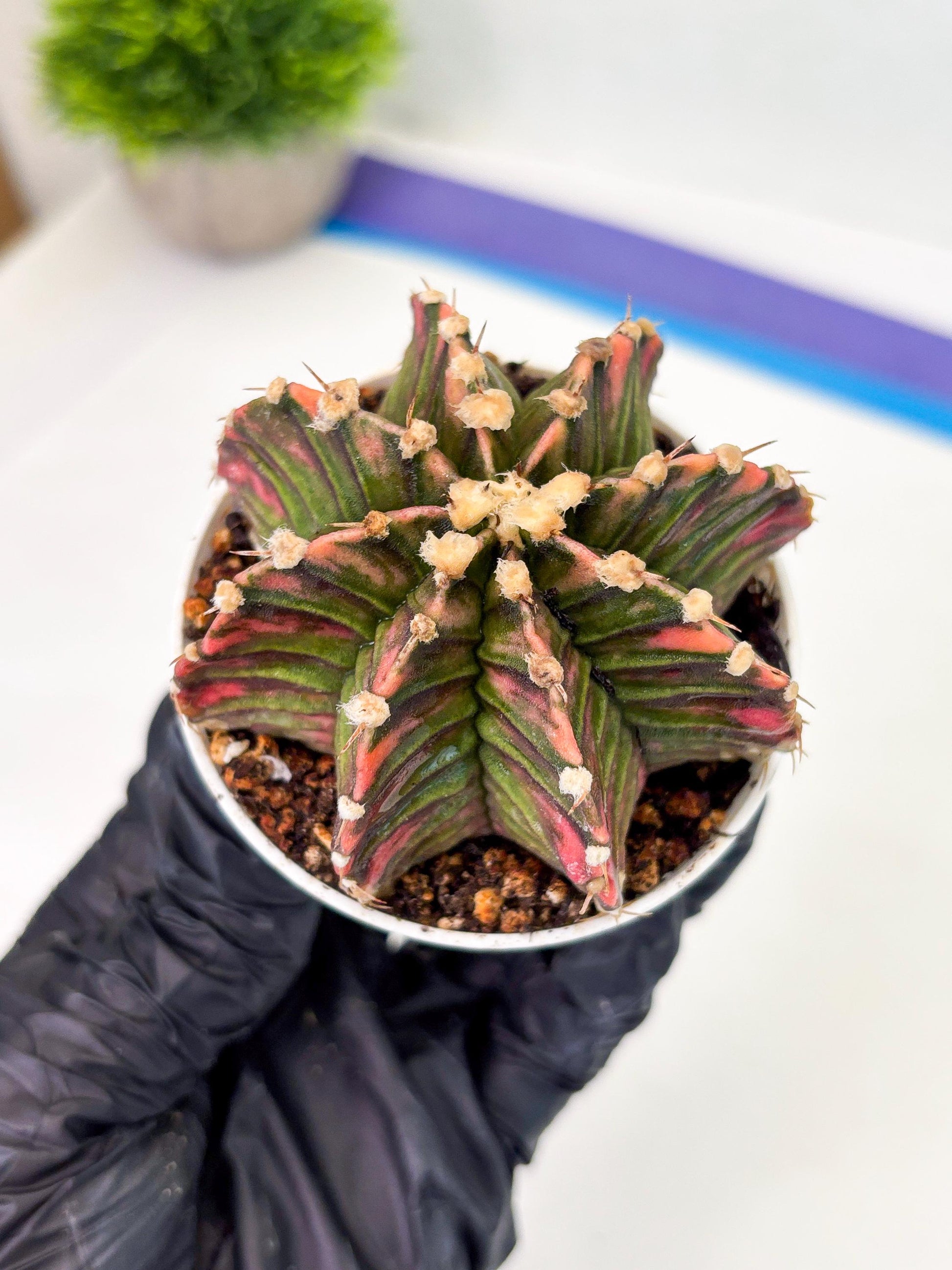 Gymnocalycium LB Hybrid (gy1) (b4) | variegated cactus