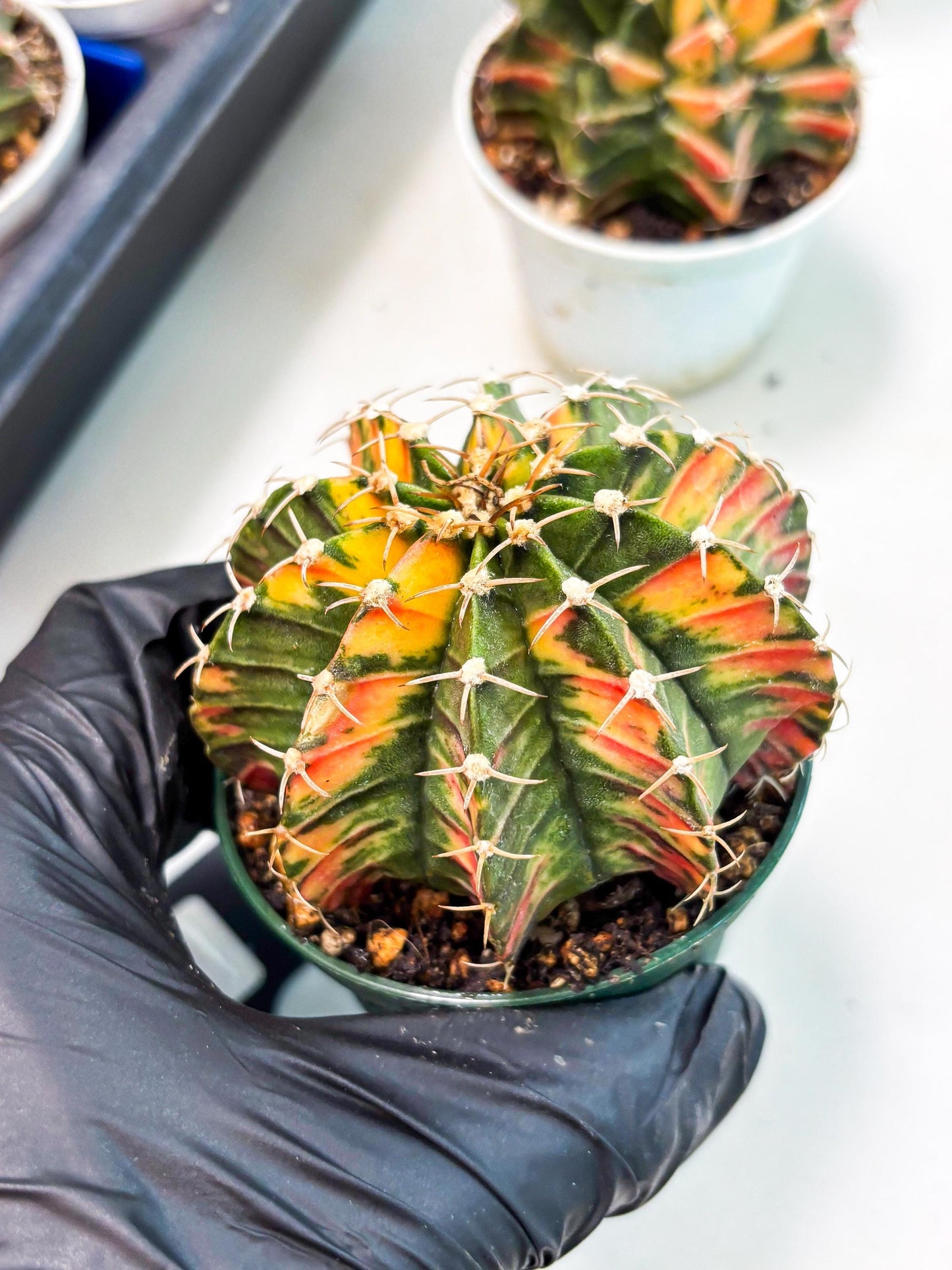 Gymnocalycium LB Hybrid (gy1) (b5) | variegated cactus