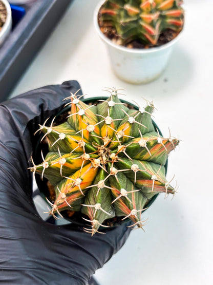 Gymnocalycium LB Hybrid (gy1) (b5) | variegated cactus