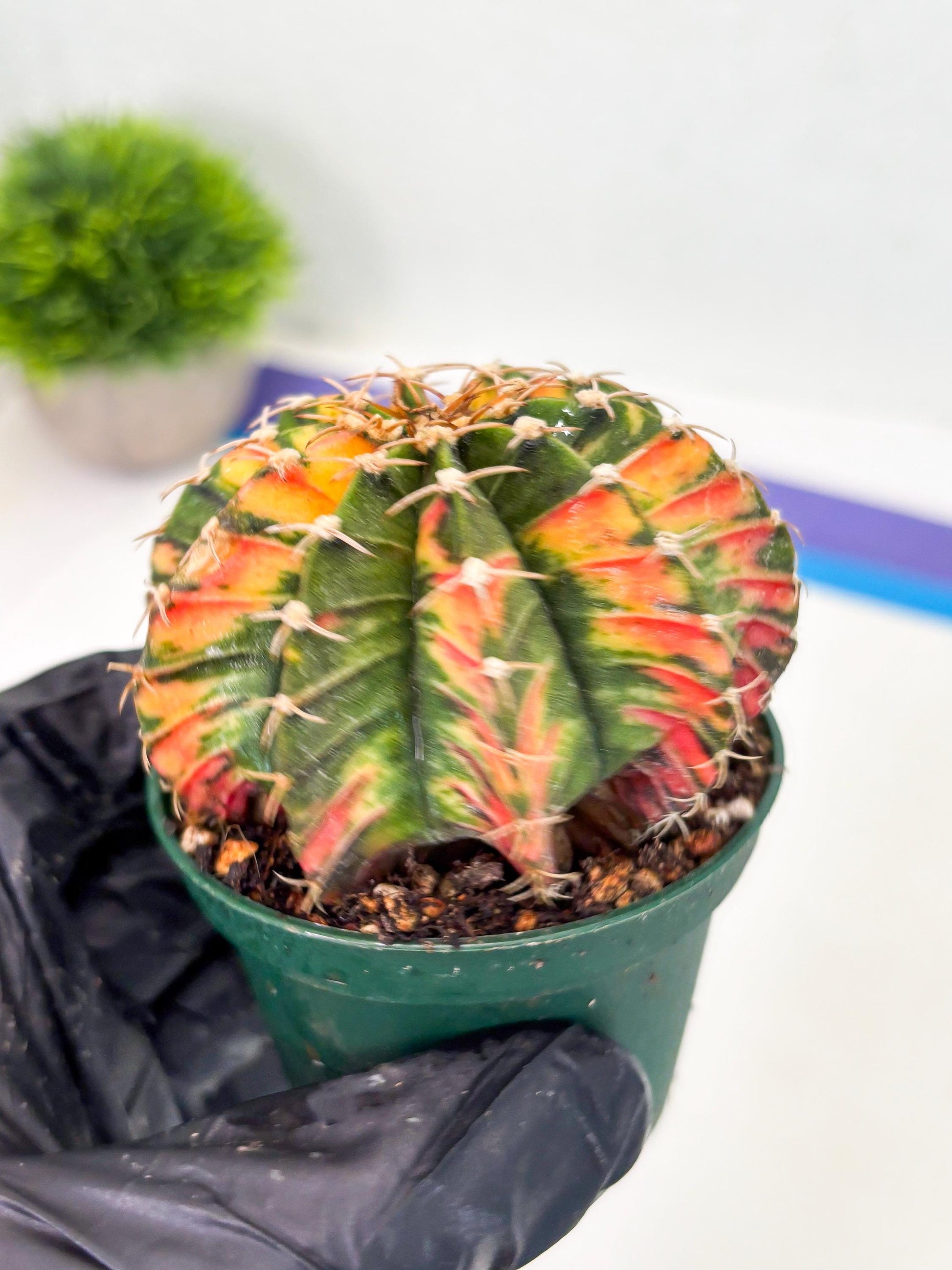 Gymnocalycium LB Hybrid (gy1) (b5) | variegated cactus