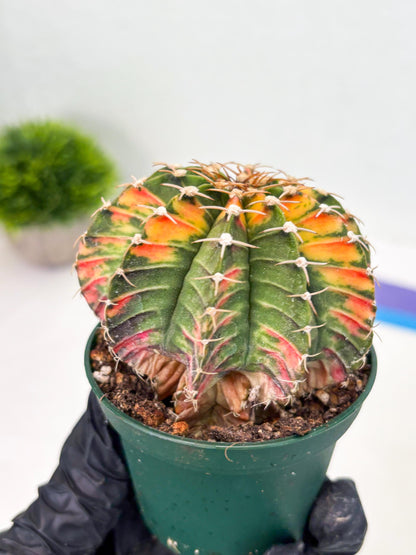 Gymnocalycium LB Hybrid (gy1) (b5) | variegated cactus