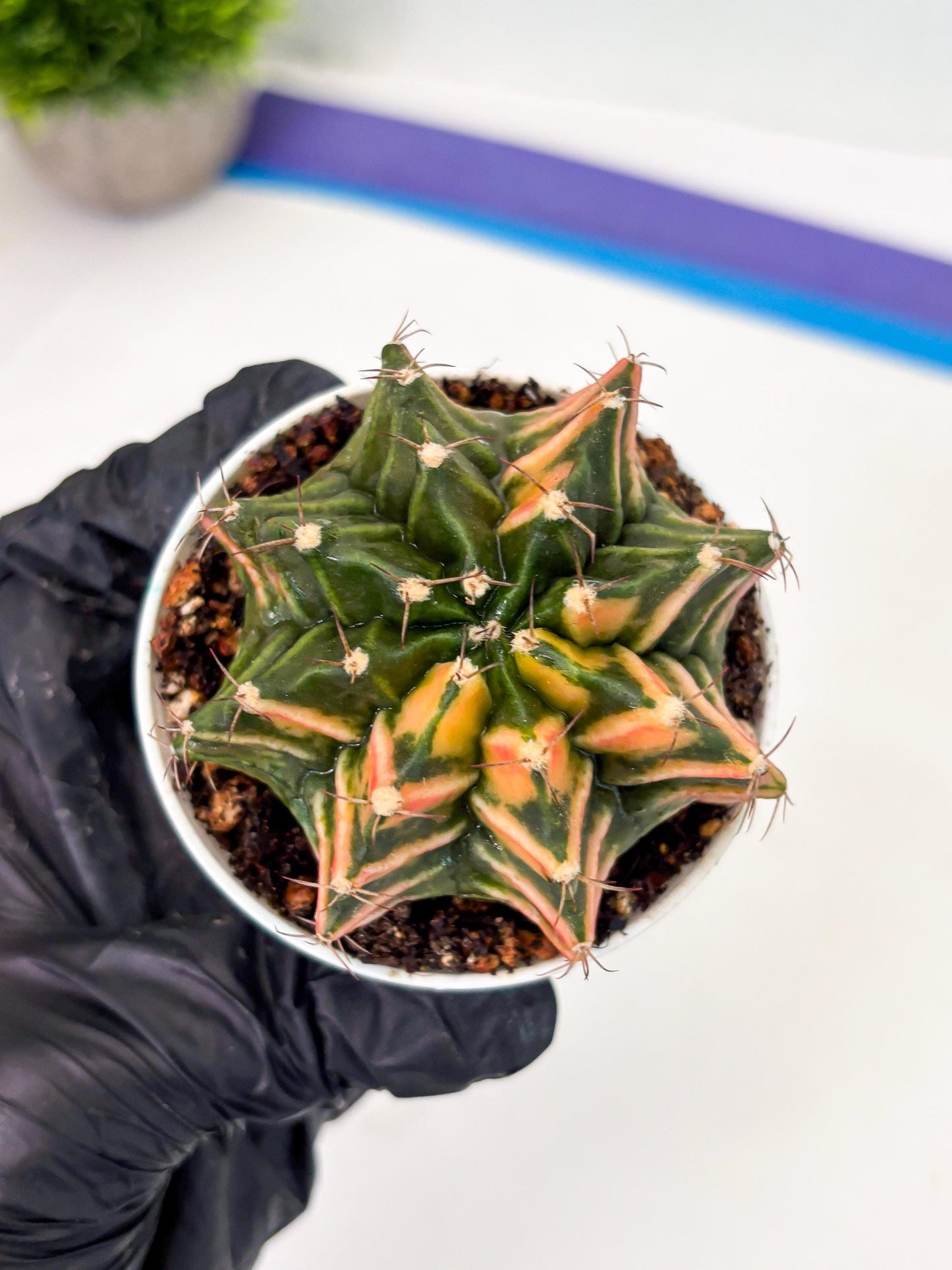 Gymnocalycium LB Hybrid (gy1) (b6) | variegated cactus