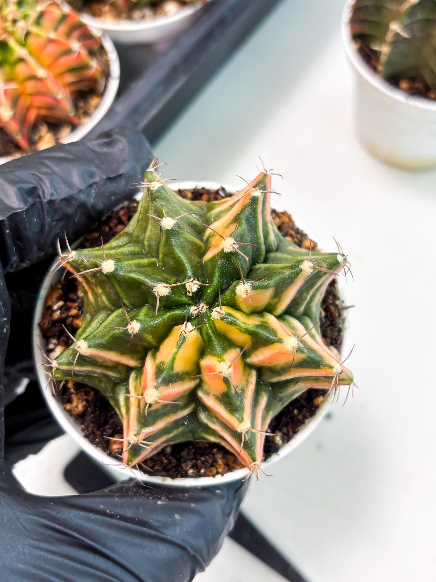Gymnocalycium LB Hybrid (gy1) (b6) | variegated cactus