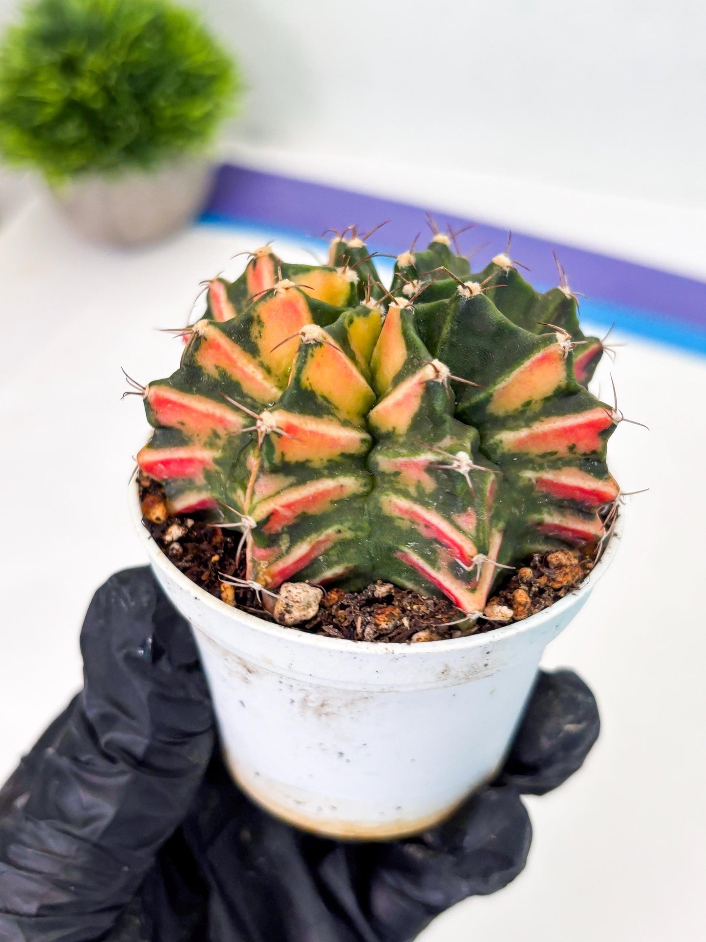 Gymnocalycium LB Hybrid (gy1) (b6) | variegated cactus