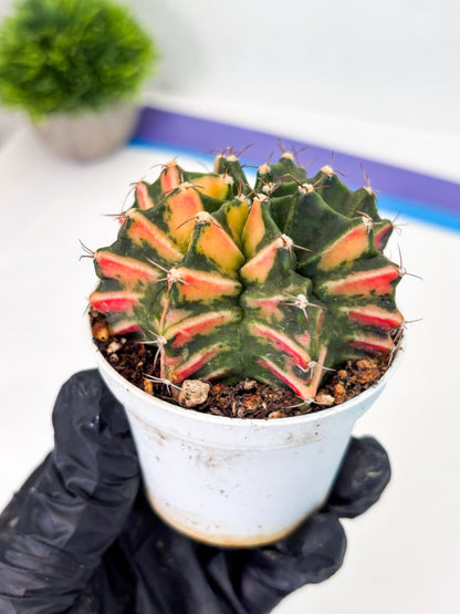 Gymnocalycium LB Hybrid (gy1) (b6) | variegated cactus