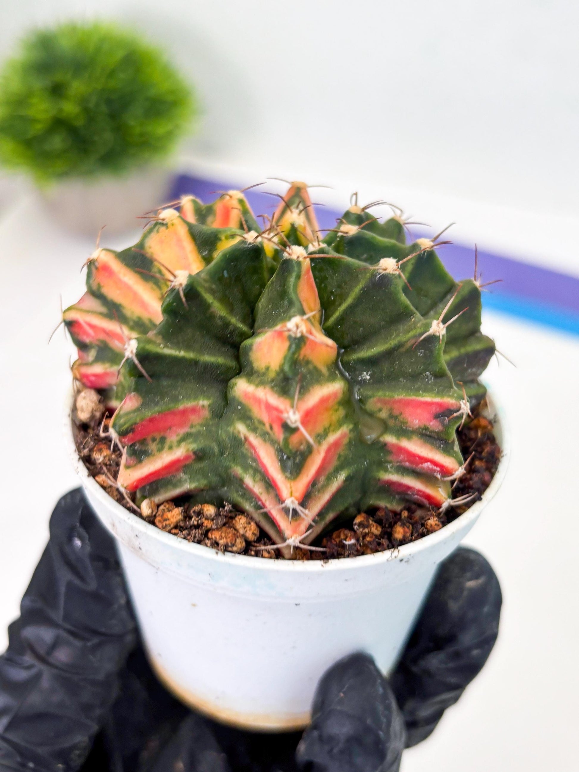 Gymnocalycium LB Hybrid (gy1) (b6) | variegated cactus