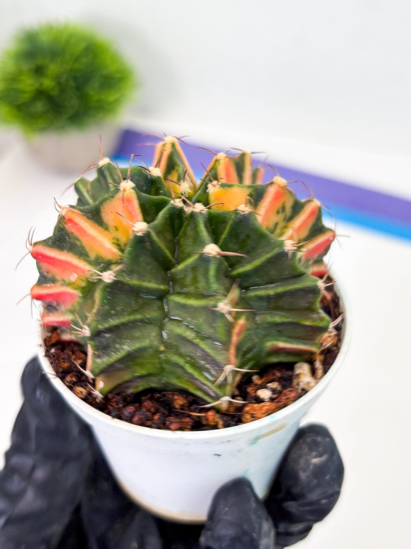 Gymnocalycium LB Hybrid (gy1) (b6) | variegated cactus