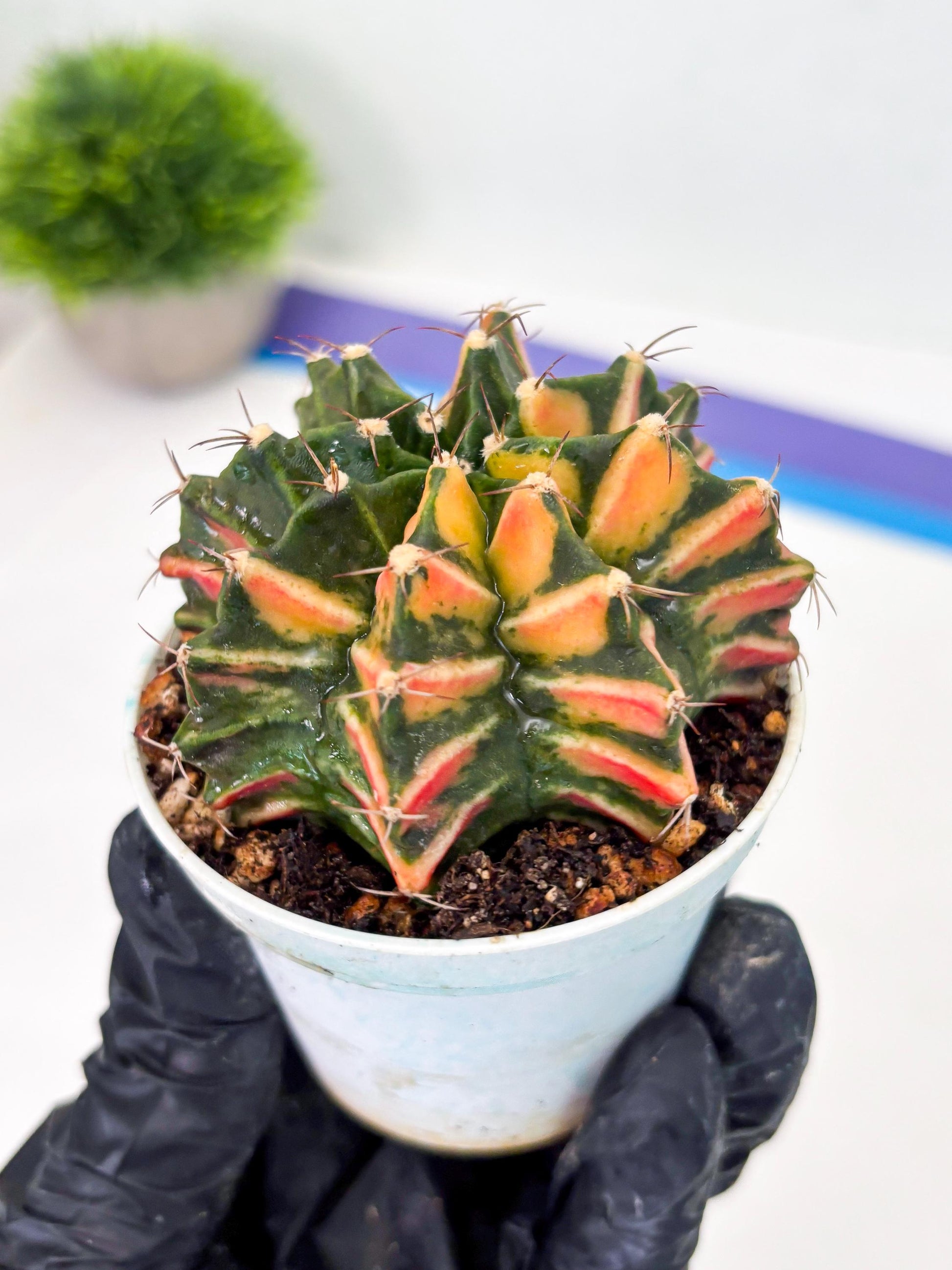 Gymnocalycium LB Hybrid (gy1) (b6) | variegated cactus