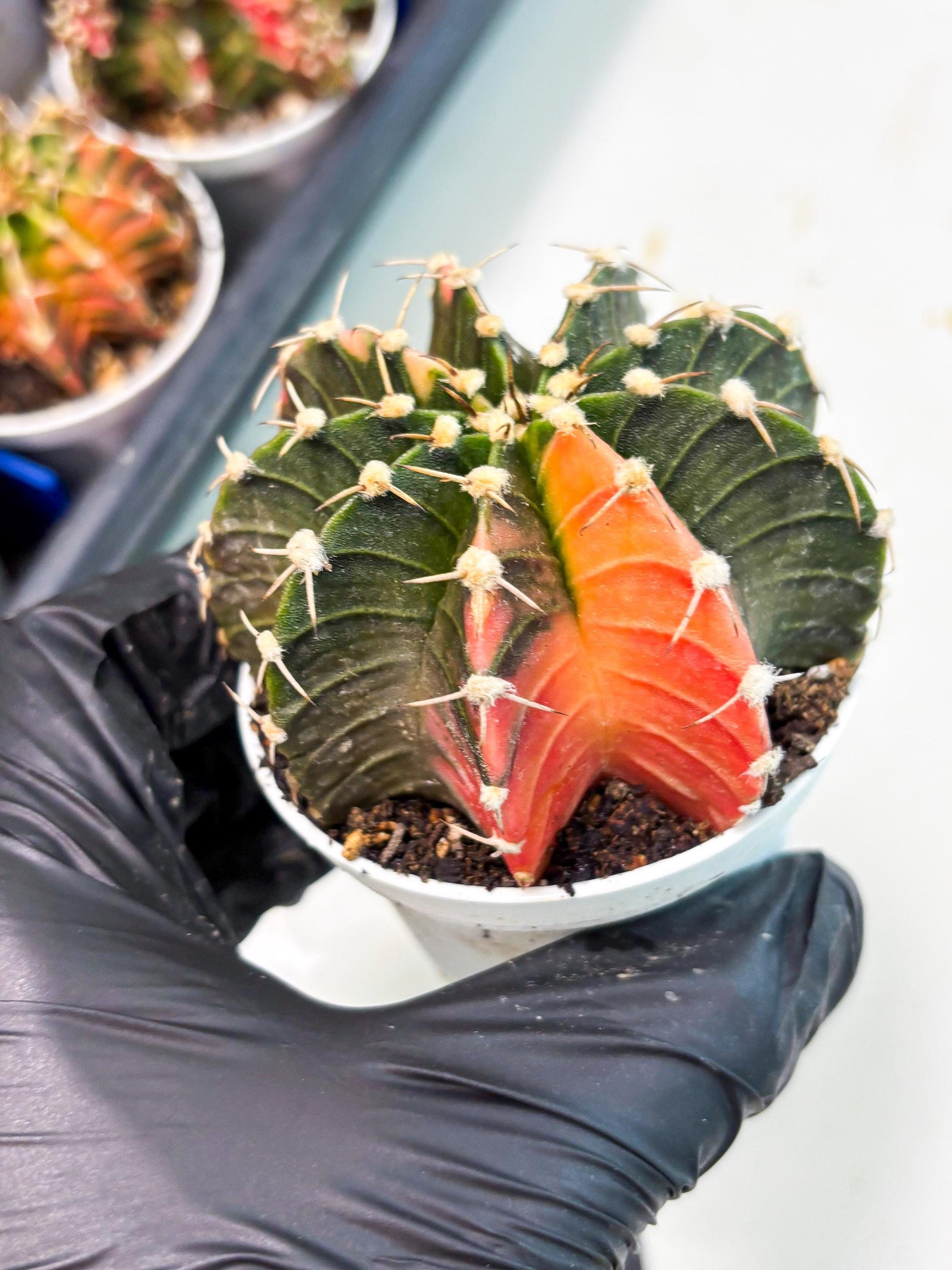 Gymnocalycium LB Hybrid (gy1) (b7) | variegated cactus