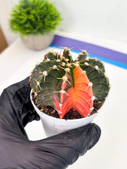 Gymnocalycium LB Hybrid (gy1) (b7) | variegated cactus