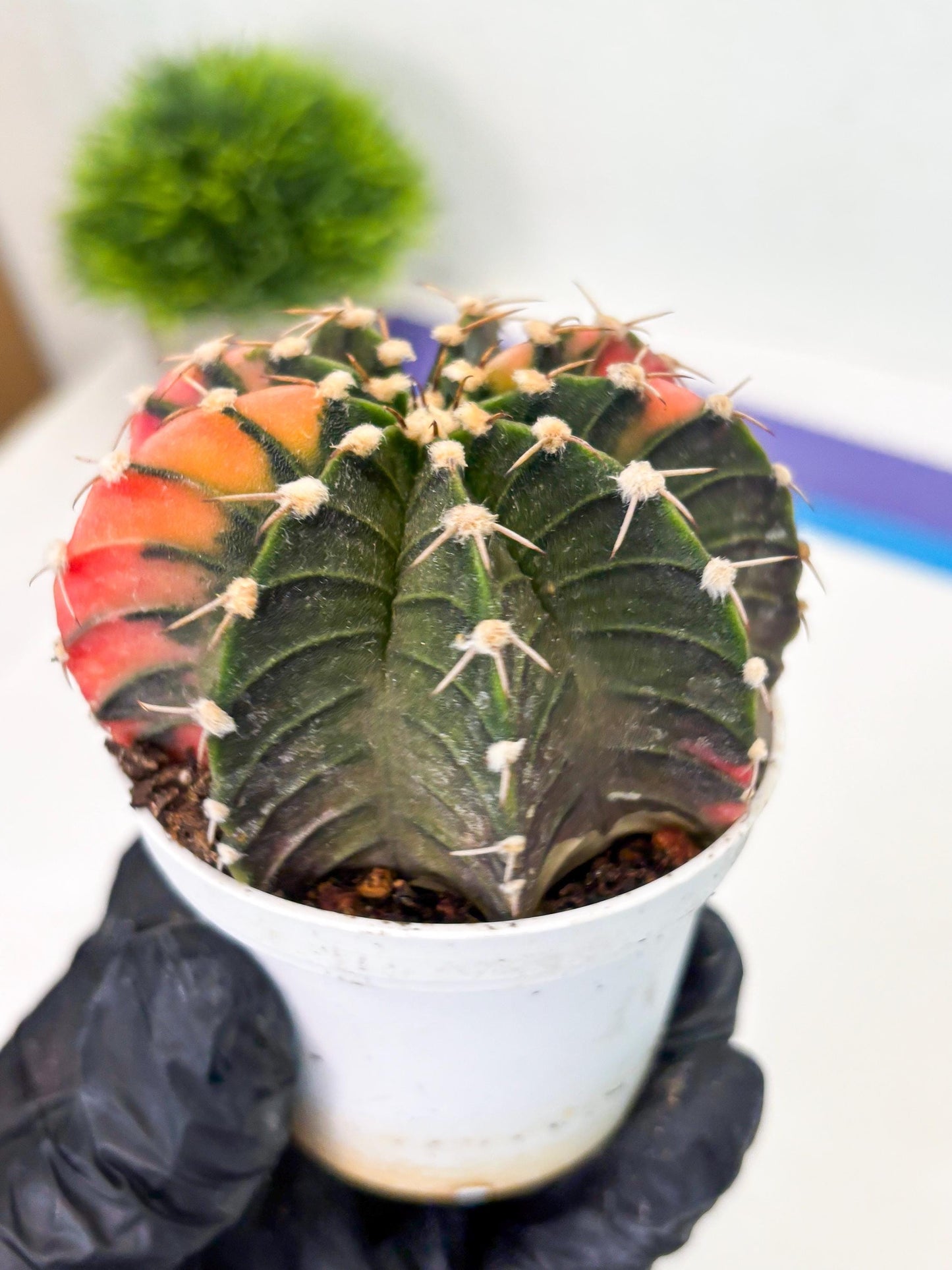 Gymnocalycium LB Hybrid (gy1) (b7) | variegated cactus