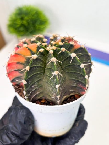 Gymnocalycium LB Hybrid (gy1) (b7) | variegated cactus