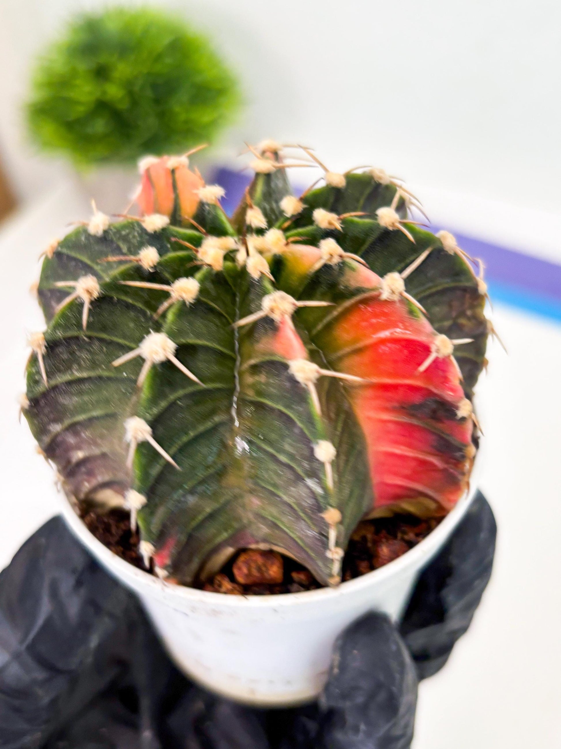 Gymnocalycium LB Hybrid (gy1) (b7) | variegated cactus