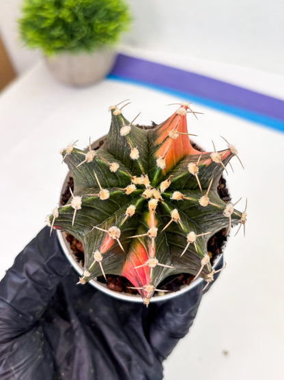 Gymnocalycium LB Hybrid (gy1) (b7) | variegated cactus