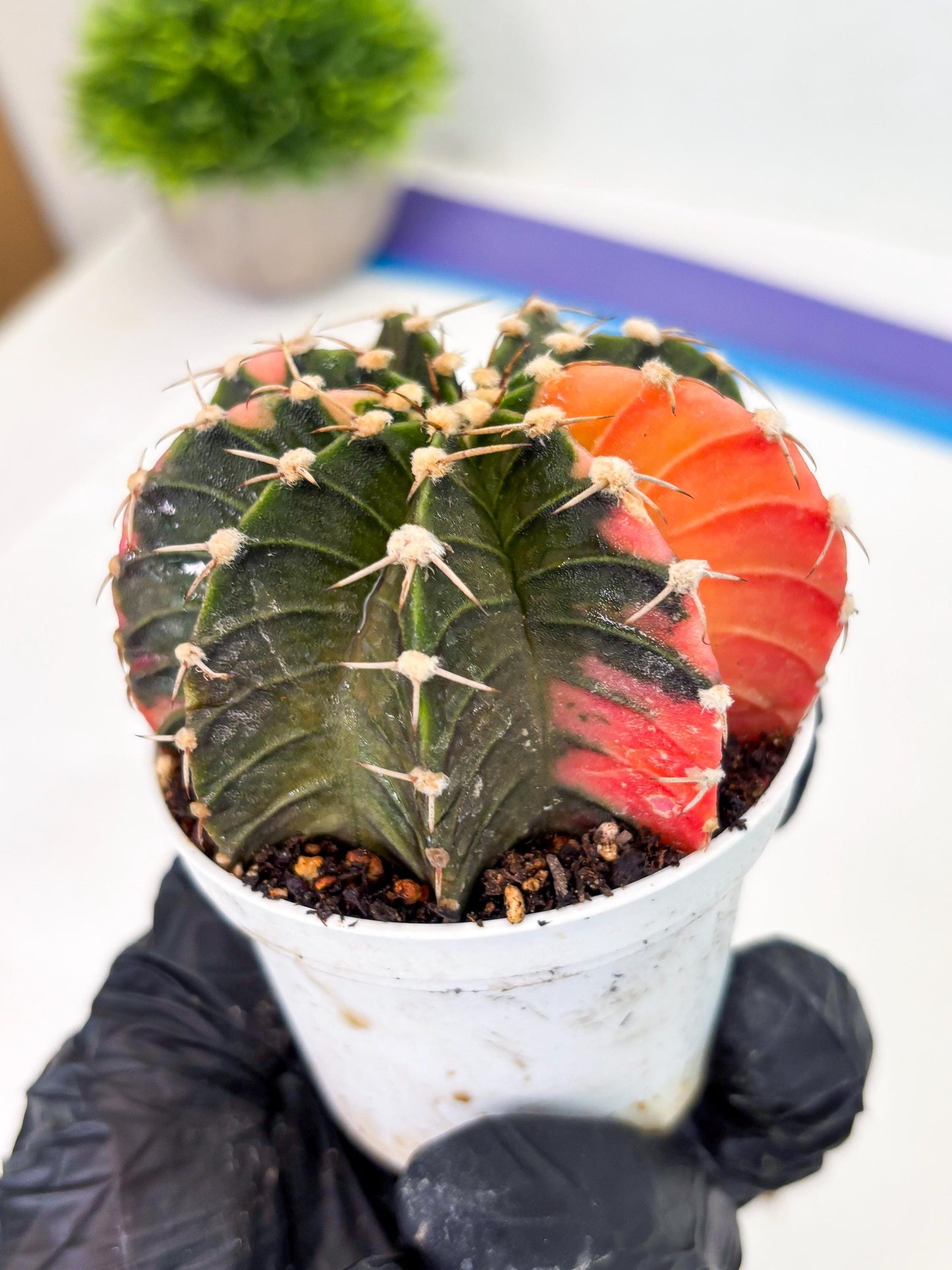 Gymnocalycium LB Hybrid (gy1) (b7) | variegated cactus