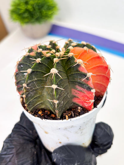 Gymnocalycium LB Hybrid (gy1) (b7) | variegated cactus