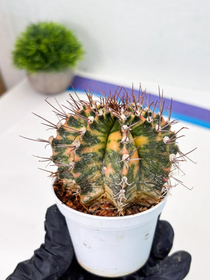 Gymnocalycium LB Hybrid (gy2) (o1) | variegated cactus