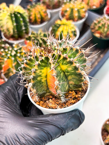 Gymnocalycium LB Hybrid (gy2) (o1) | variegated cactus