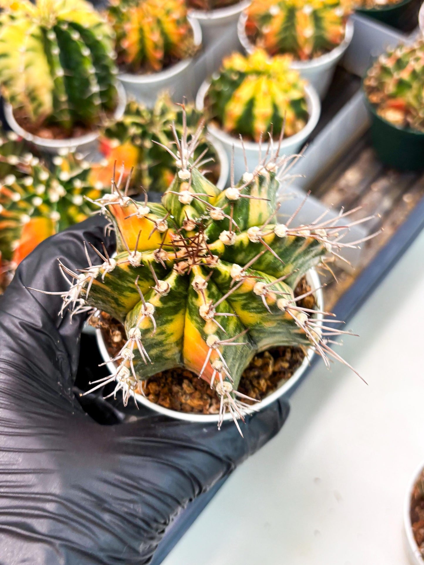 Gymnocalycium LB Hybrid (gy2) (o1) | variegated cactus