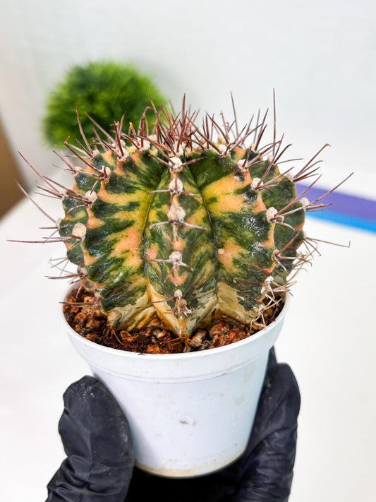 Gymnocalycium LB Hybrid (gy2) (o1) | variegated cactus