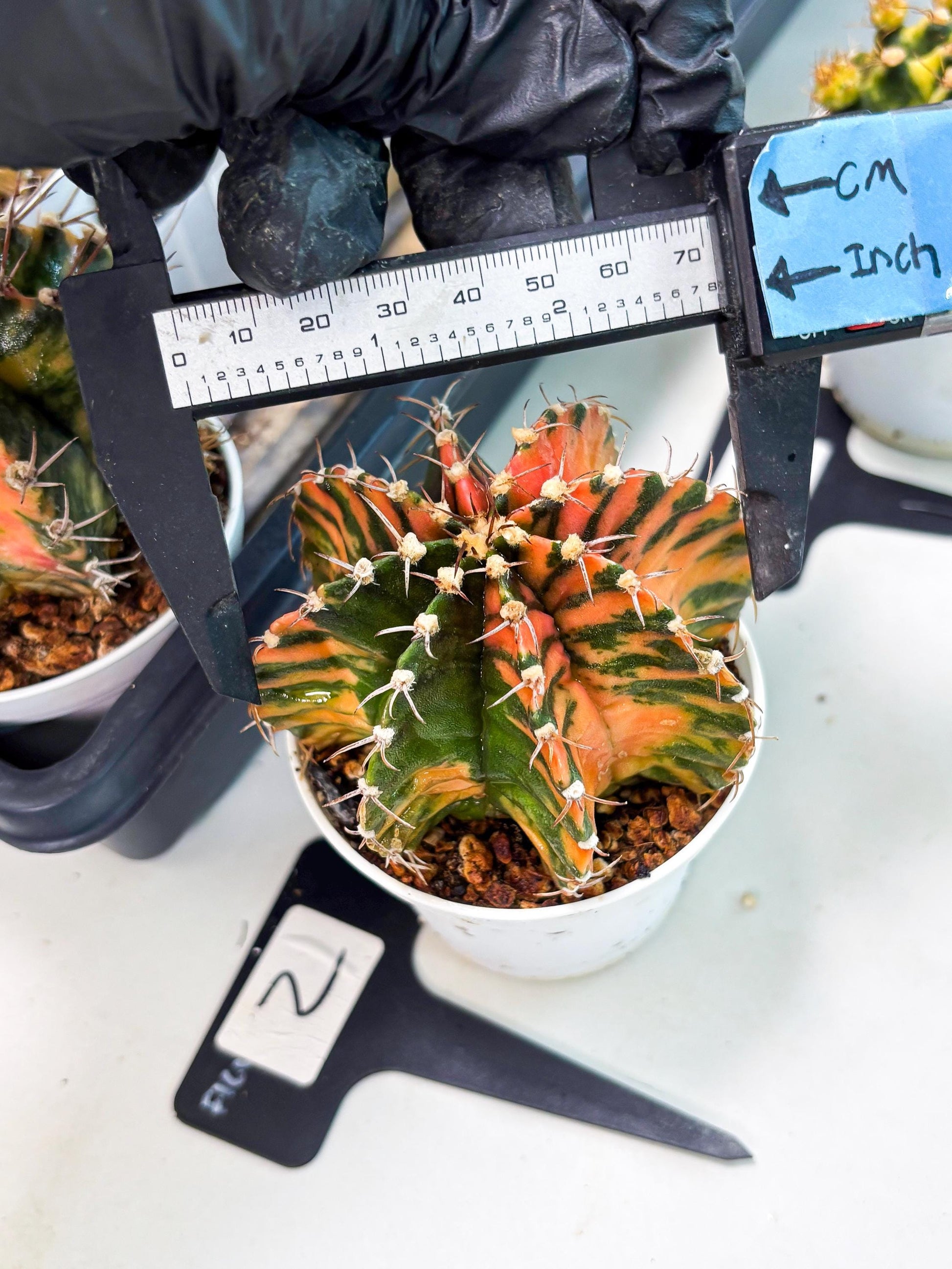 Gymnocalycium LB Hybrid (gy2) (o2) | variegated cactus