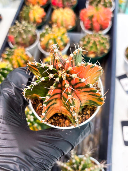 Gymnocalycium LB Hybrid (gy2) (o2) | variegated cactus