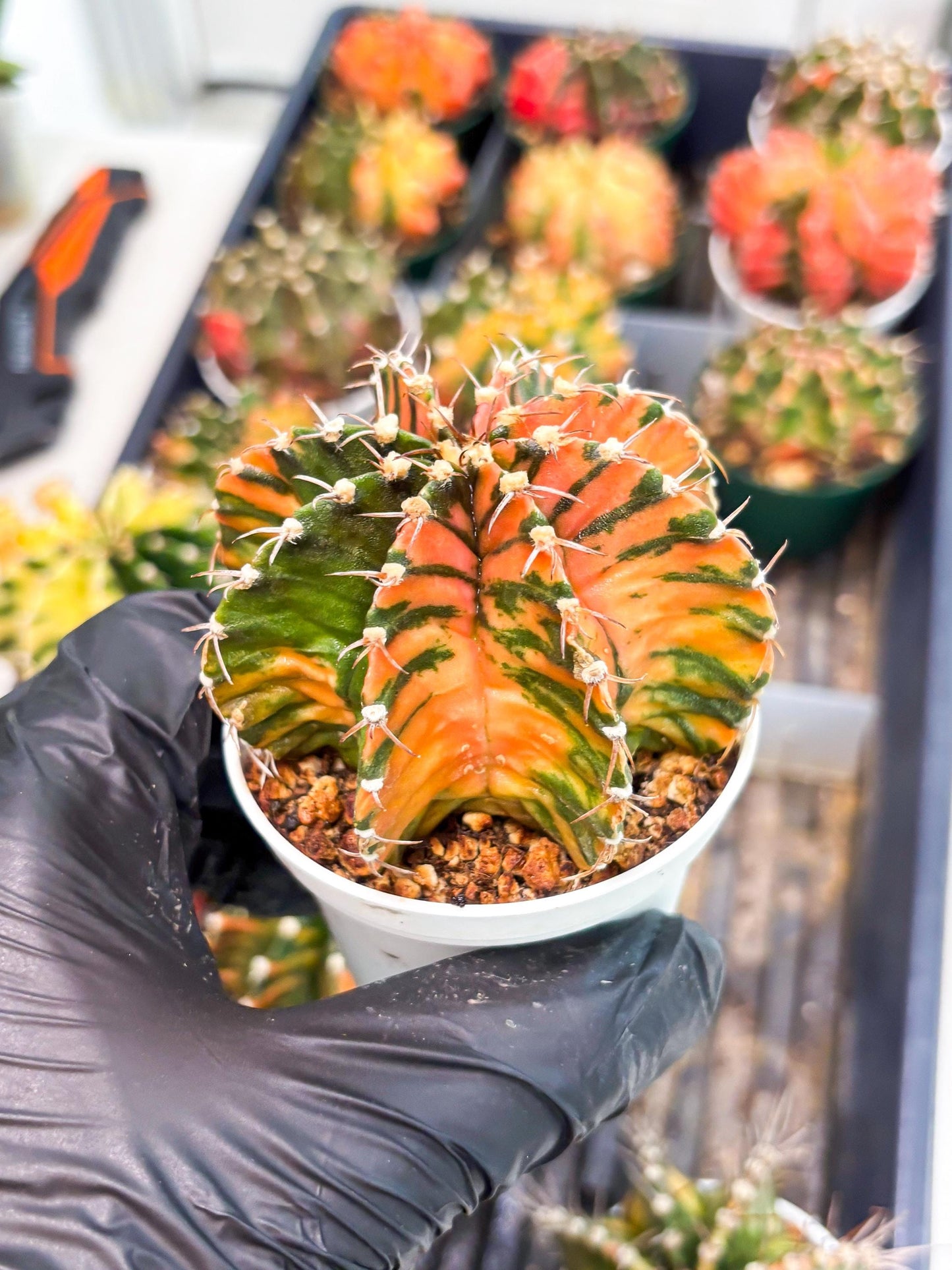 Gymnocalycium LB Hybrid (gy2) (o2) | variegated cactus