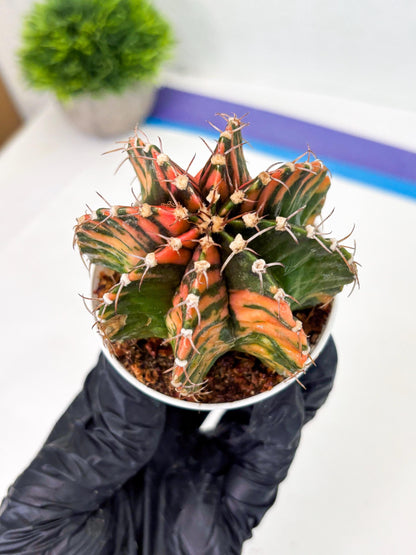 Gymnocalycium LB Hybrid (gy2) (o2) | variegated cactus