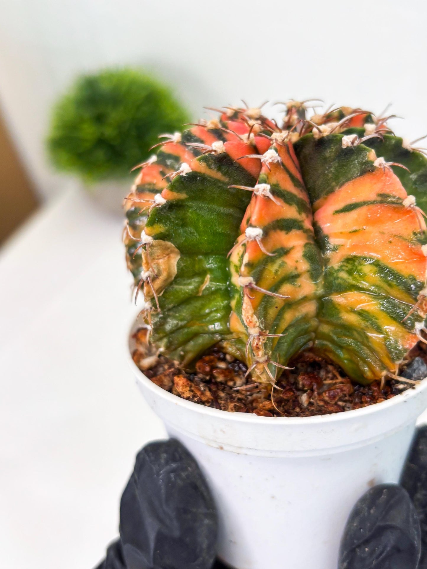 Gymnocalycium LB Hybrid (gy2) (o2) | variegated cactus
