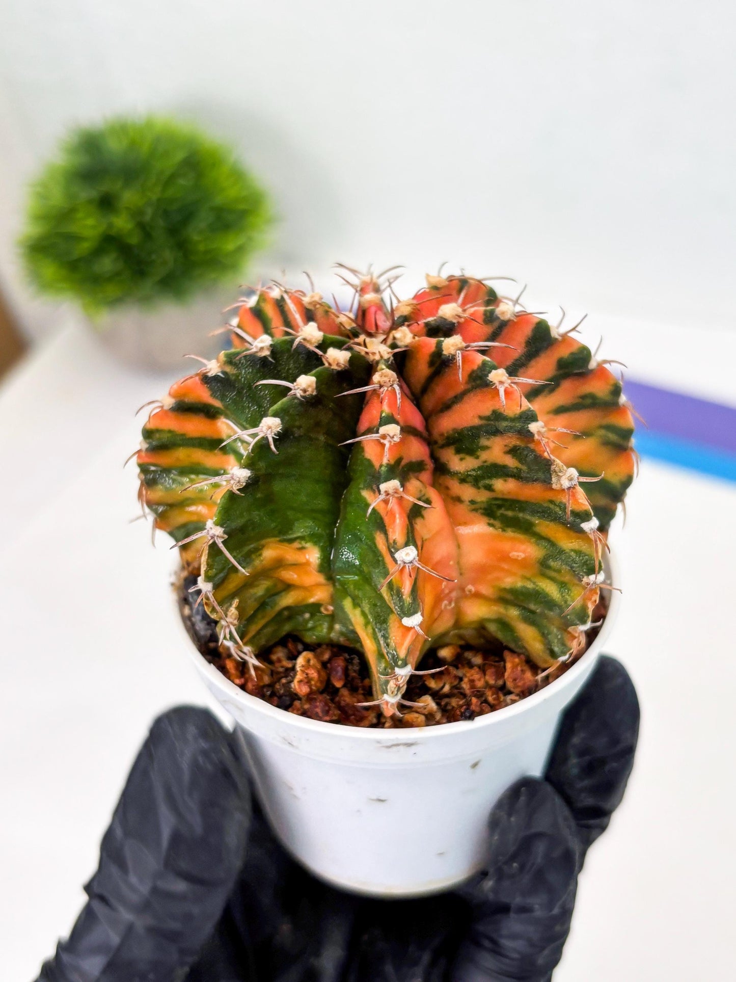 Gymnocalycium LB Hybrid (gy2) (o2) | variegated cactus