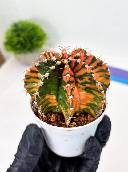 Gymnocalycium LB Hybrid (gy2) (o2) | variegated cactus