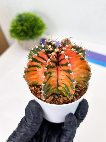 Gymnocalycium LB Hybrid (gy2) (o2) | variegated cactus