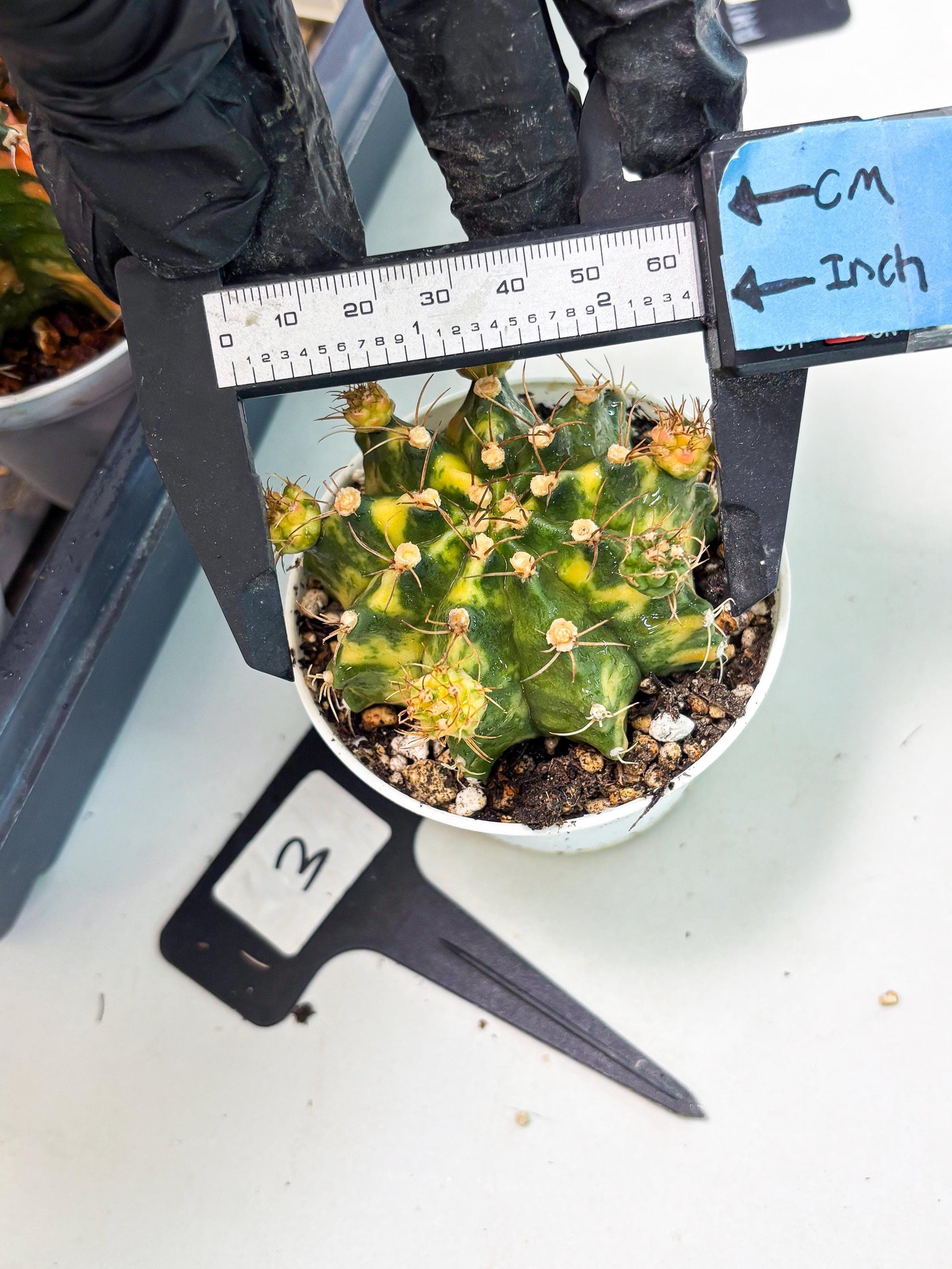 Gymnocalycium LB Hybrid (gy2) (o3) | variegated cactus