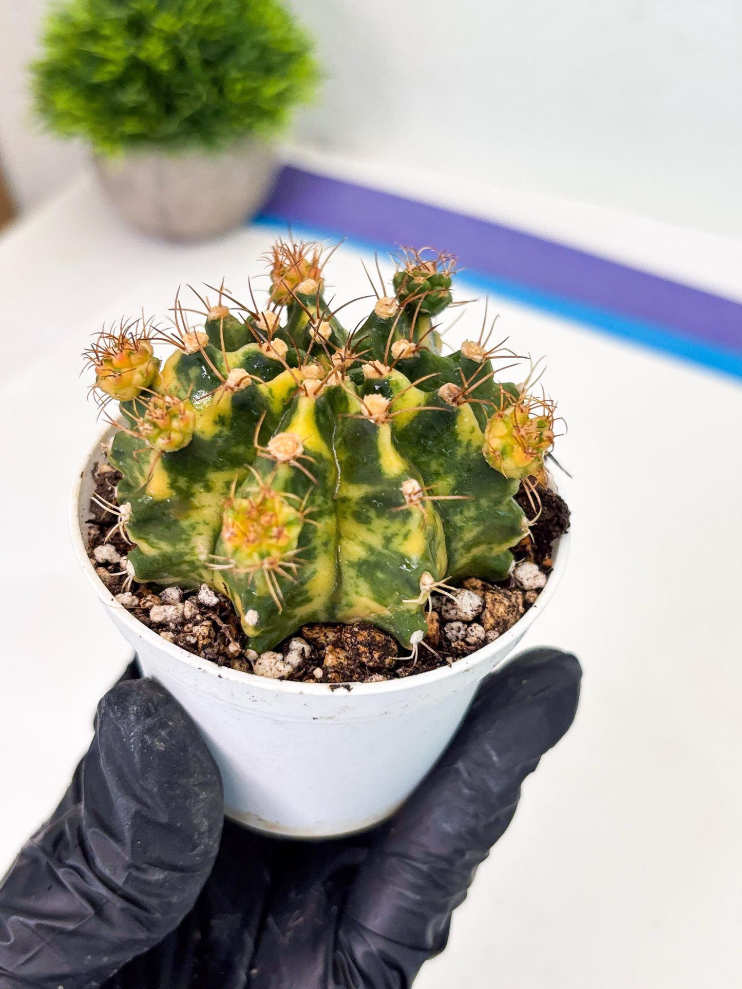 Gymnocalycium LB Hybrid (gy2) (o3) | variegated cactus