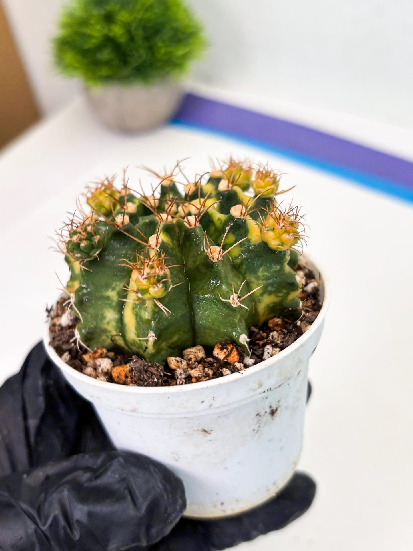 Gymnocalycium LB Hybrid (gy2) (o3) | variegated cactus