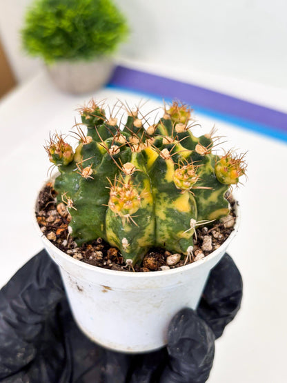 Gymnocalycium LB Hybrid (gy2) (o3) | variegated cactus