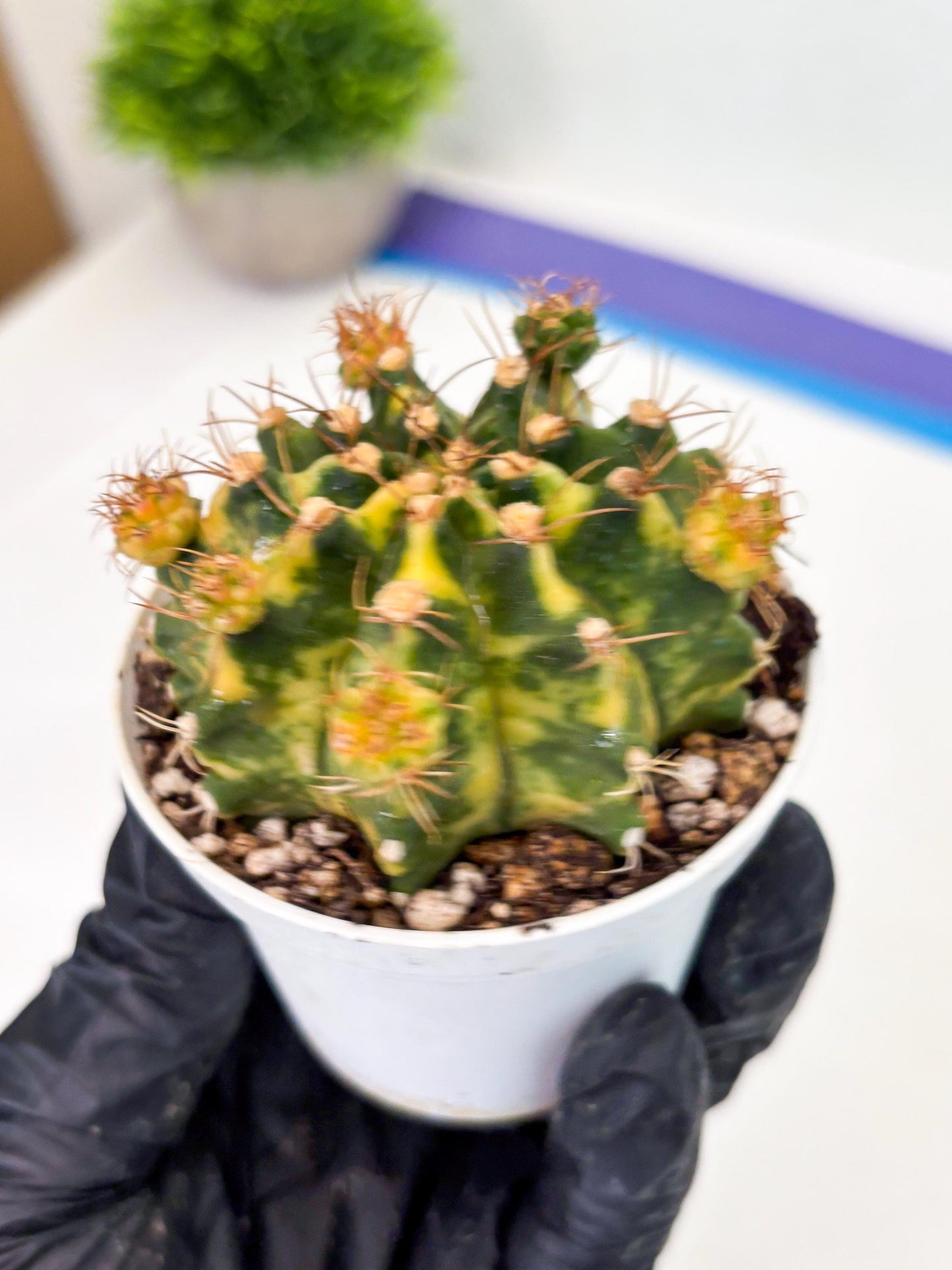 Gymnocalycium LB Hybrid (gy2) (o3) | variegated cactus