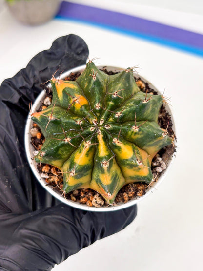 Gymnocalycium LB Hybrid (gy2) (o4) | variegated cactus