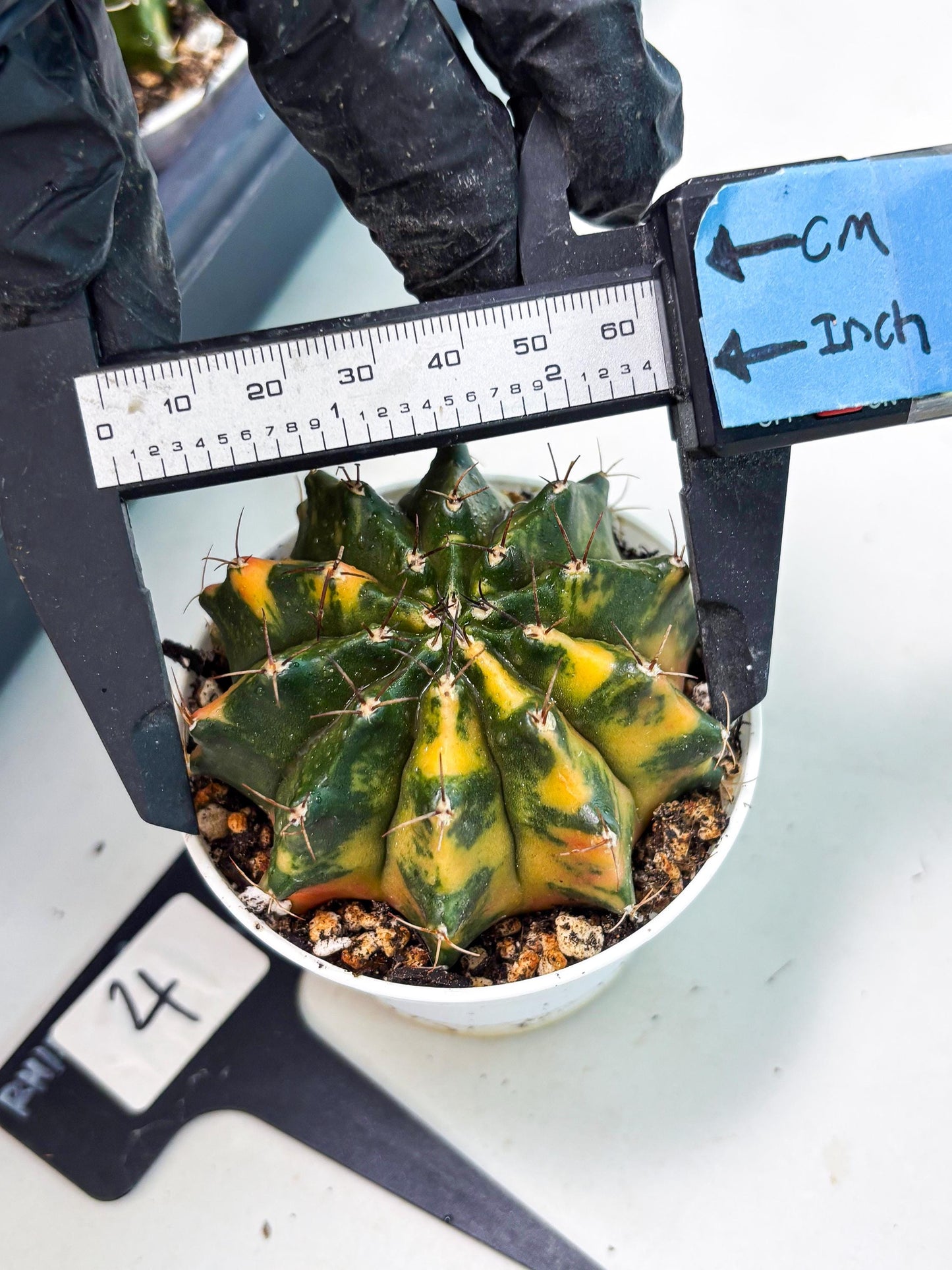 Gymnocalycium LB Hybrid (gy2) (o4) | variegated cactus