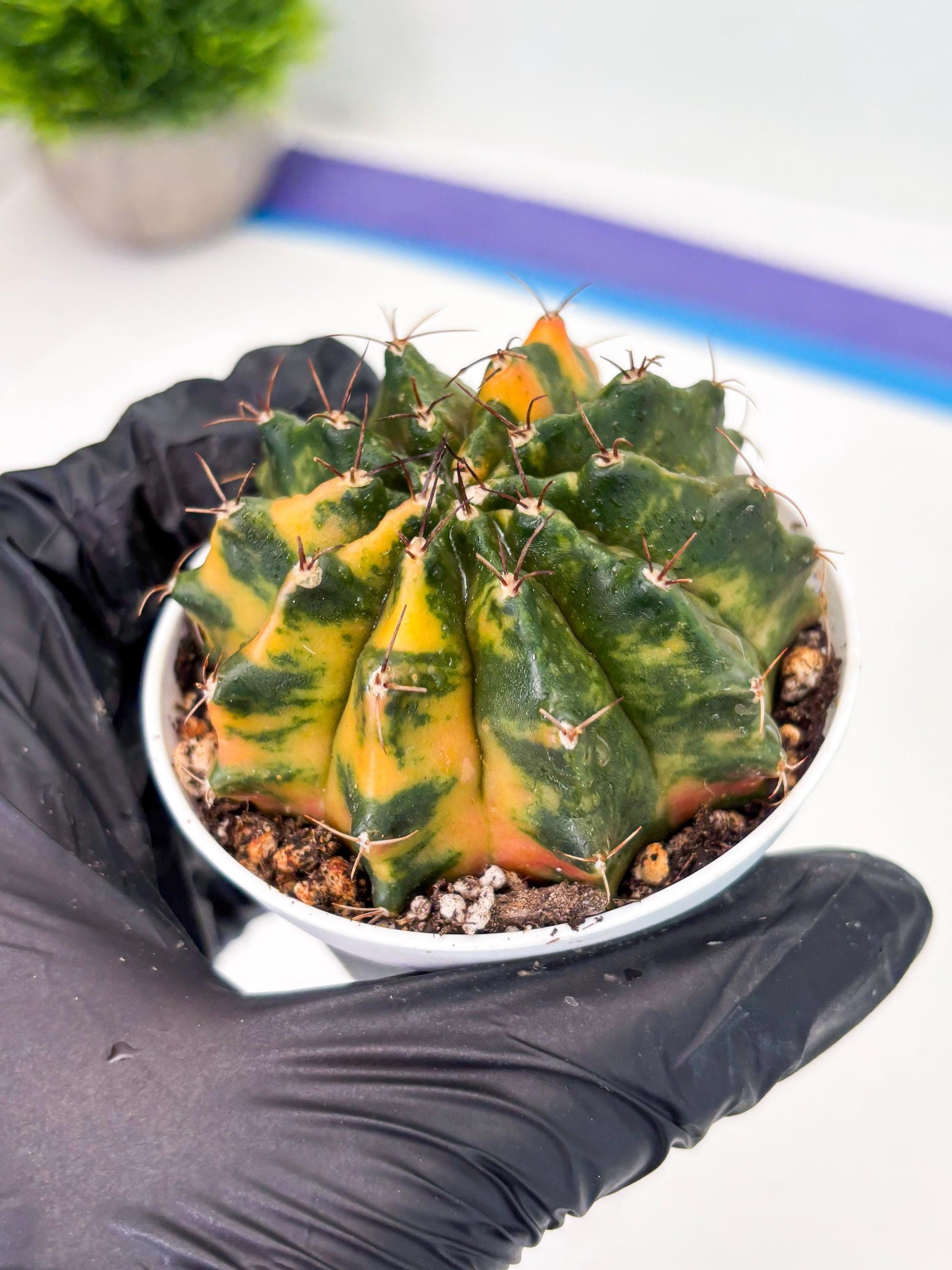 Gymnocalycium LB Hybrid (gy2) (o4) | variegated cactus