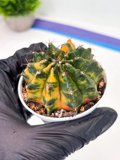 Gymnocalycium LB Hybrid (gy2) (o4) | variegated cactus