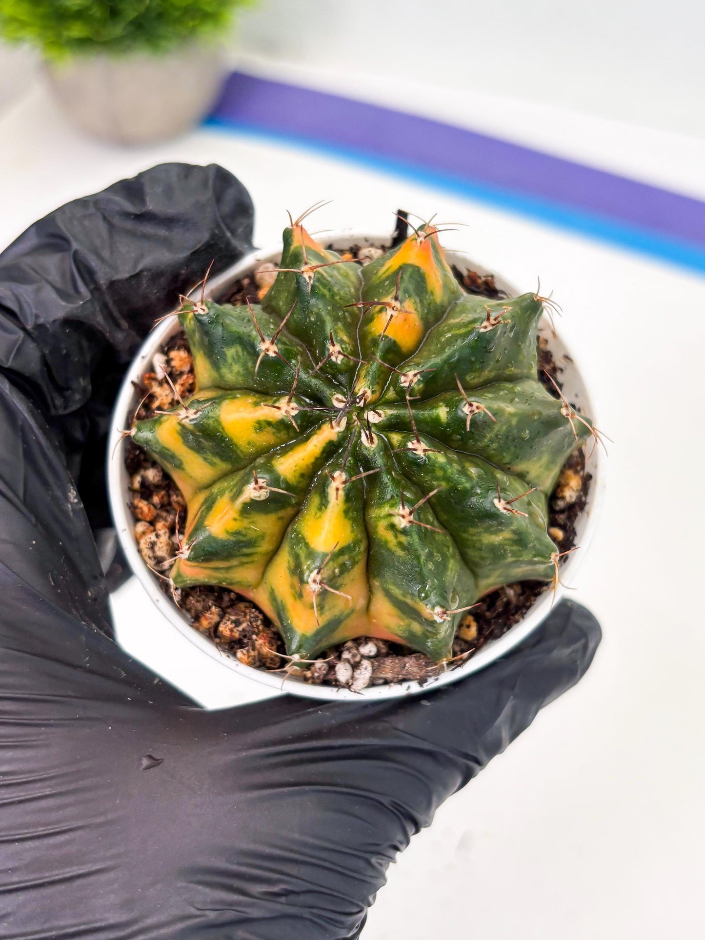 Gymnocalycium LB Hybrid (gy2) (o4) | variegated cactus