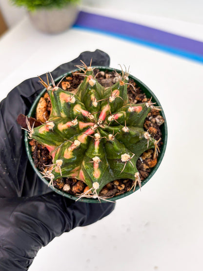 Gymnocalycium LB Hybrid (gy2) (o5) | variegated cactus